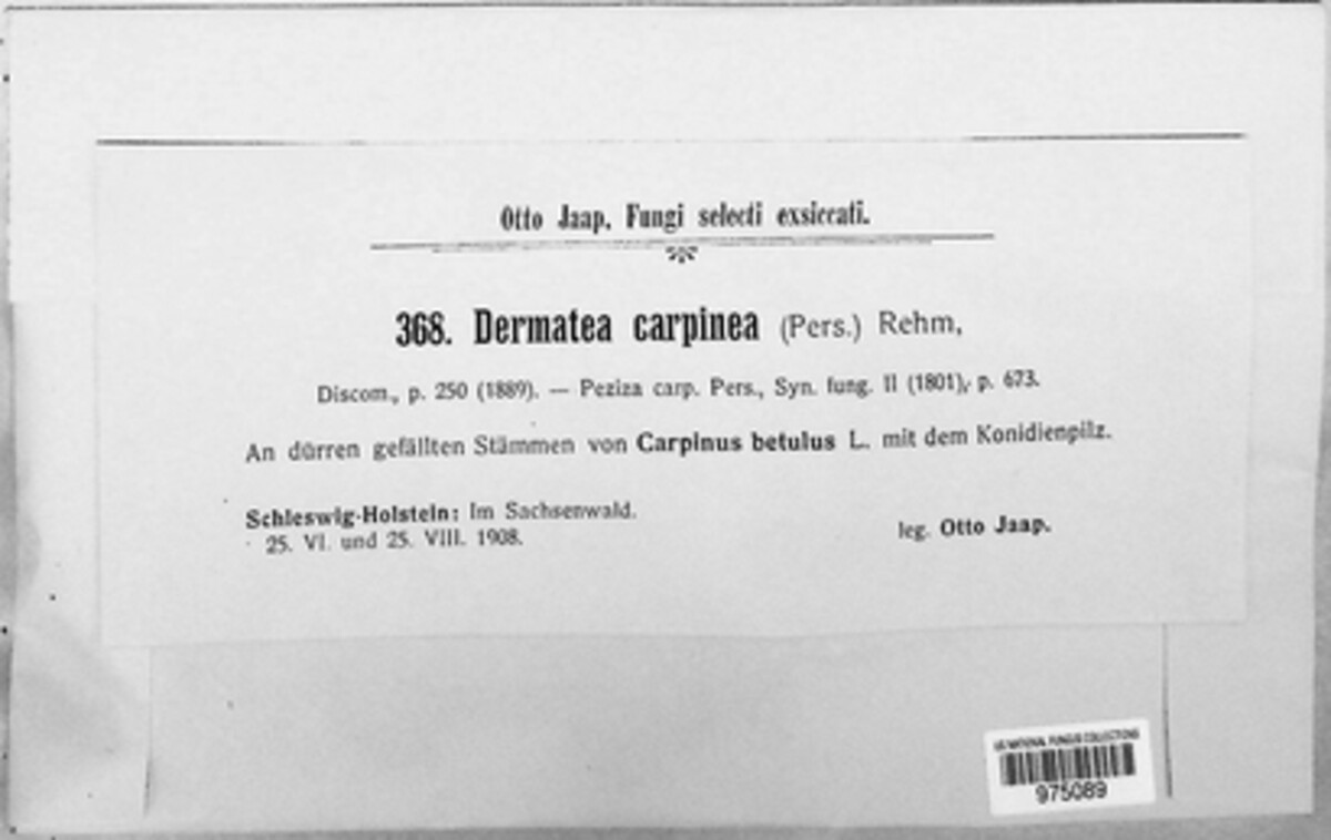 Pezicula carpinea image
